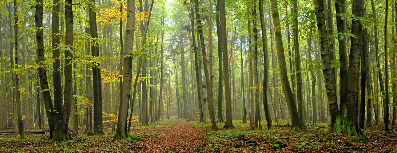 Herbst Panorama 1