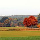 Herbst Panorama