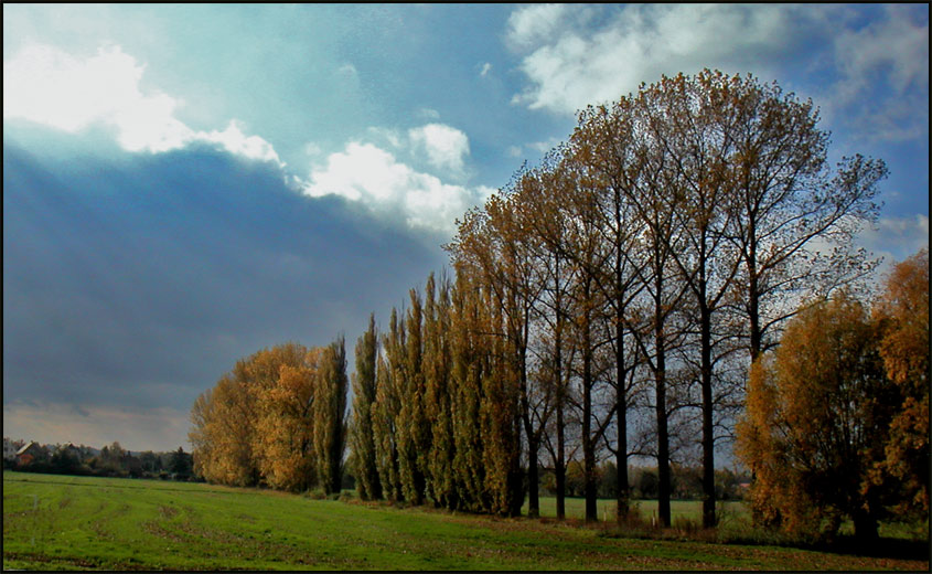 Herbst - Pappeln bei Nobitz