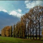 Herbst - Pappeln bei Nobitz