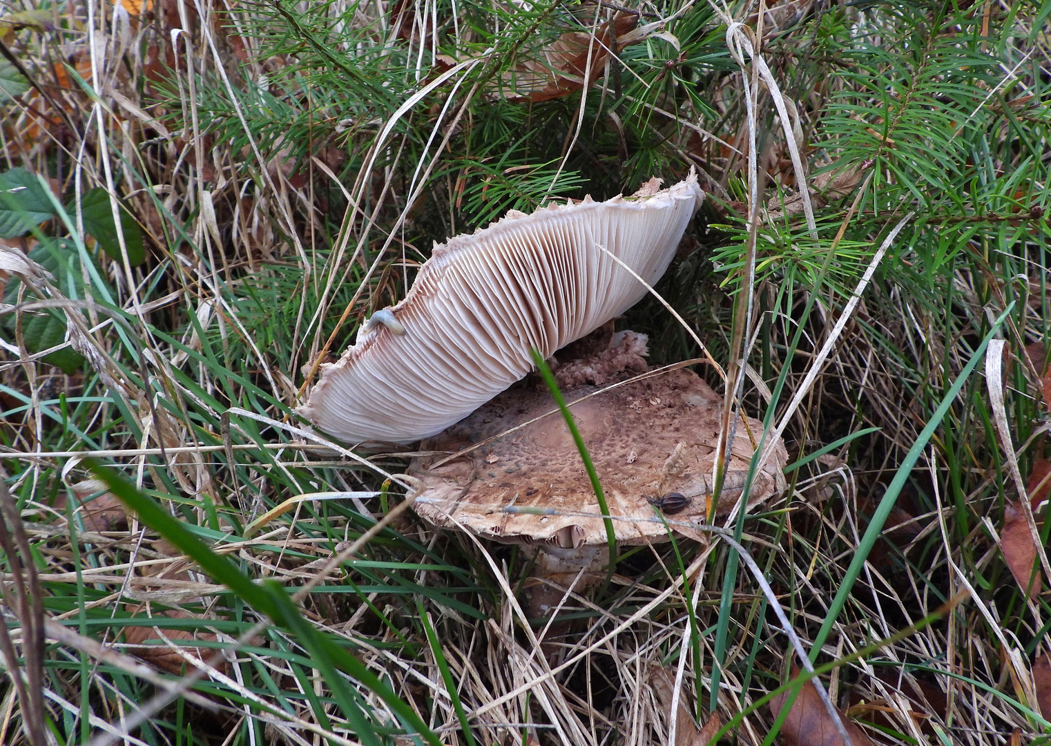 Herbst-Parasol_02