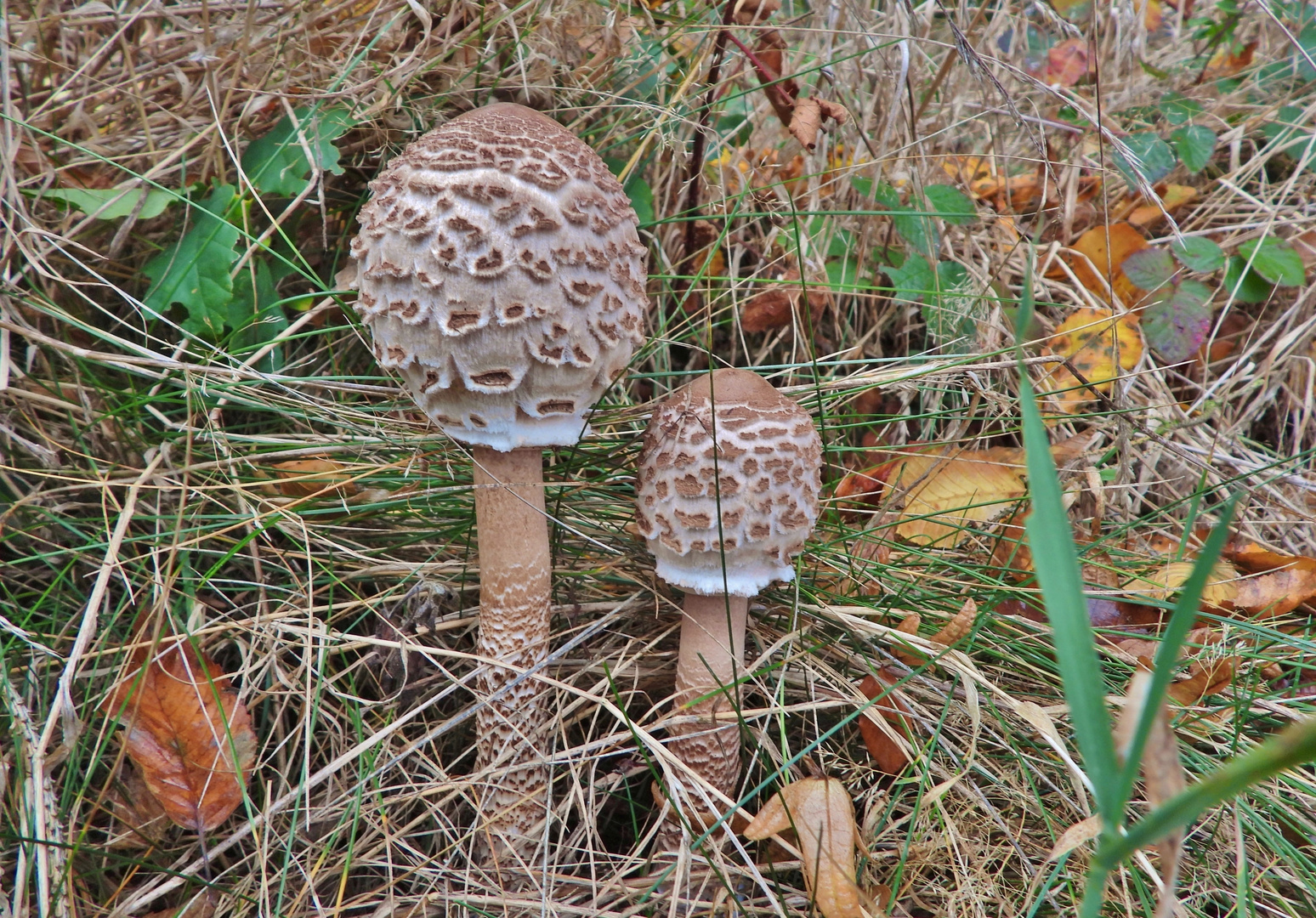 Herbst-Parasol_03