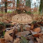 Herbst-Parasol_06