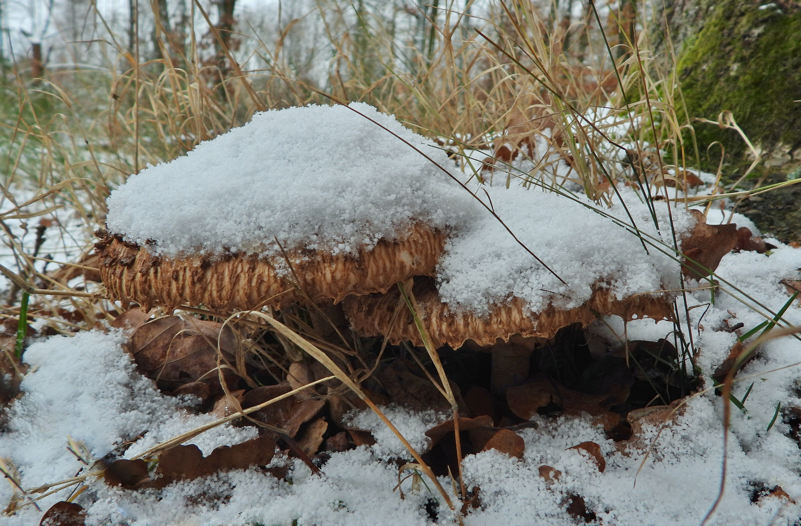 Herbst-Parasol_11