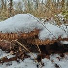 Herbst-Parasol_11