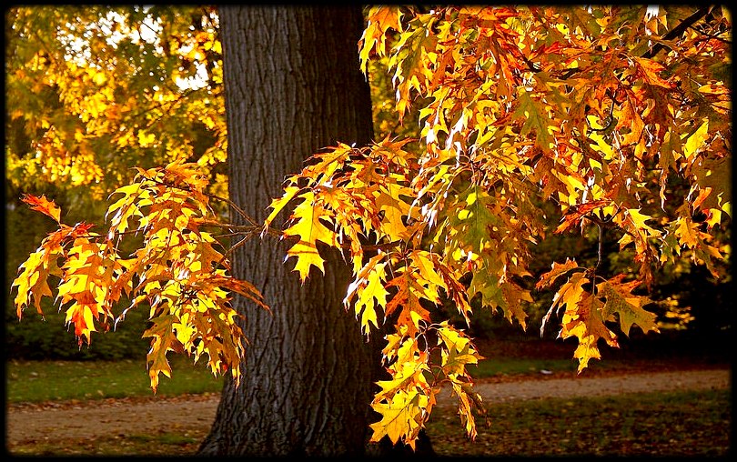 herbst park babelsberg