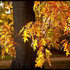 herbst park babelsberg