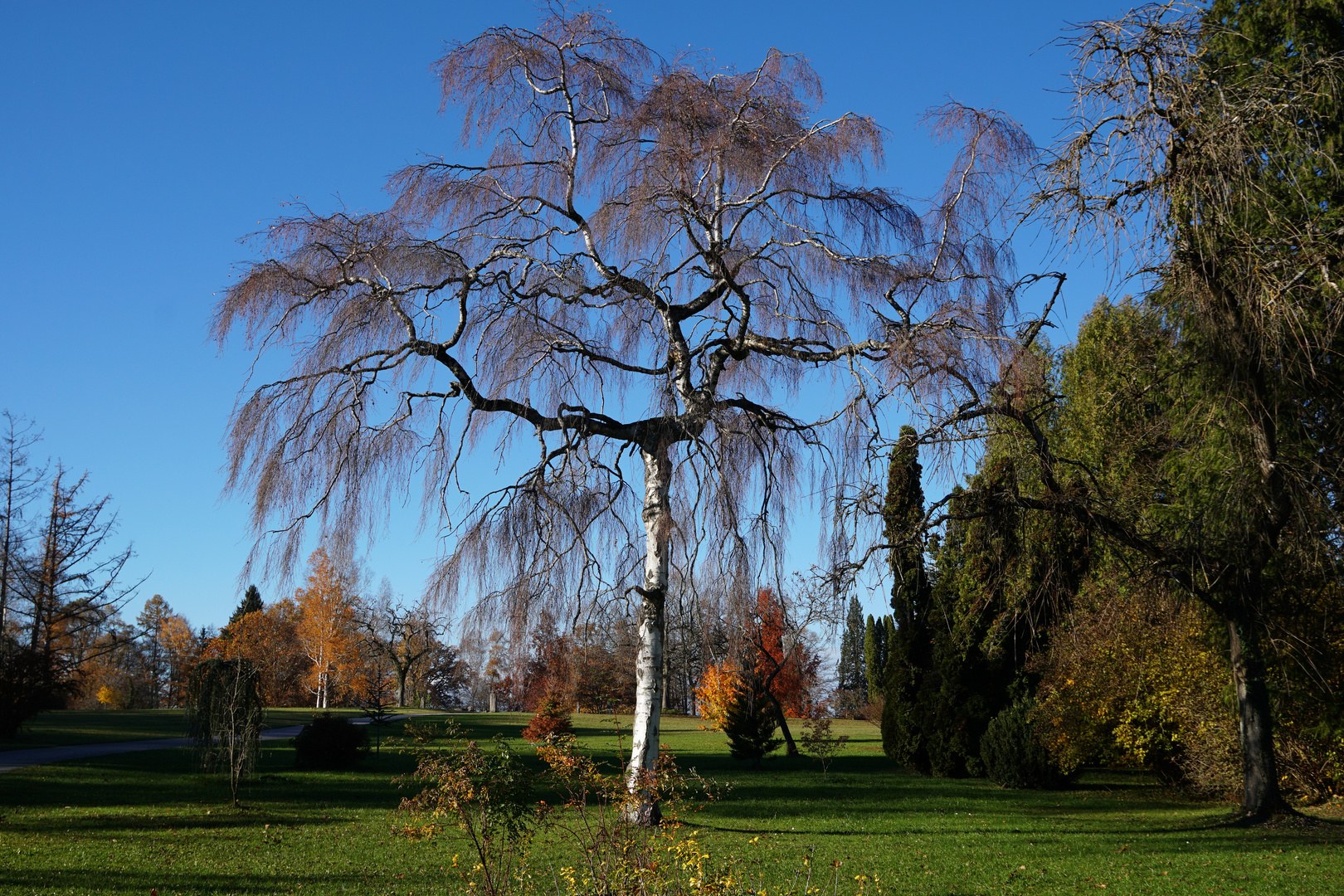 Herbst Park Baum