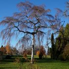 Herbst Park Baum