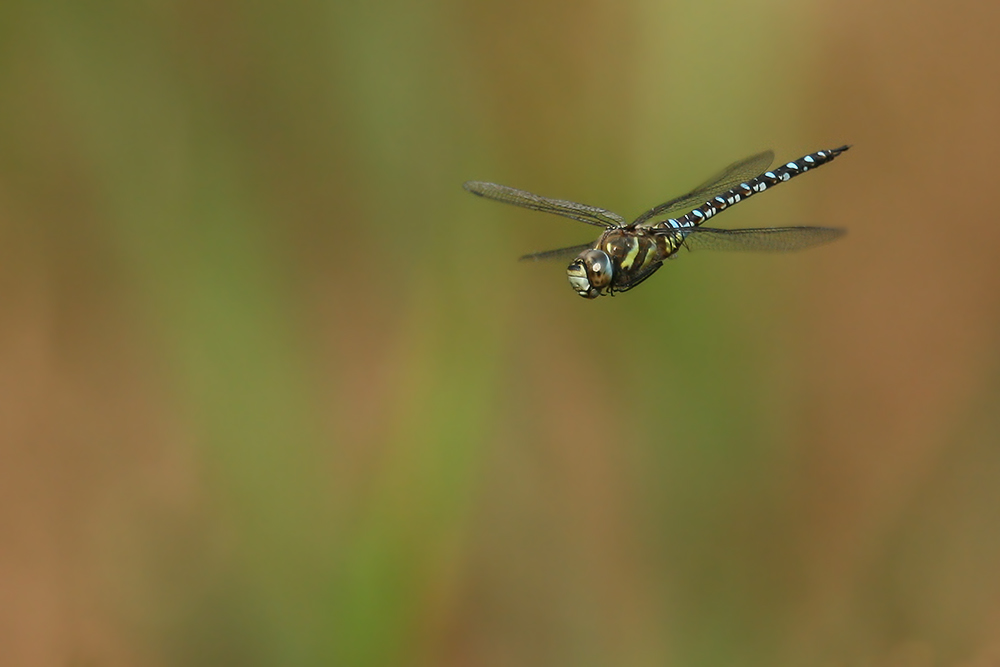 Herbst-Patrouille