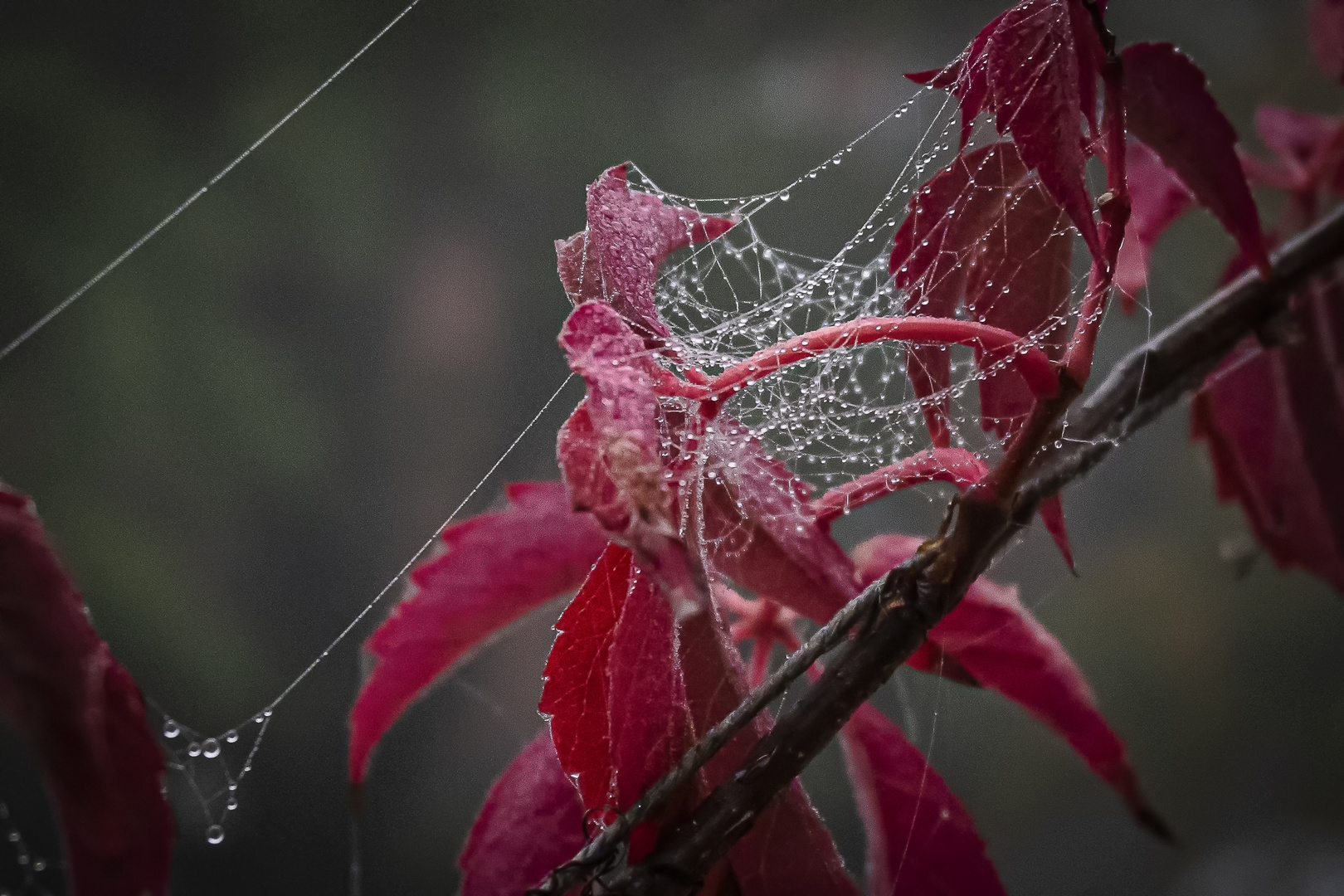 Herbst-Perlen