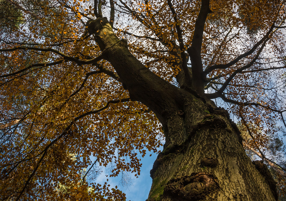 Herbst-Perspektive