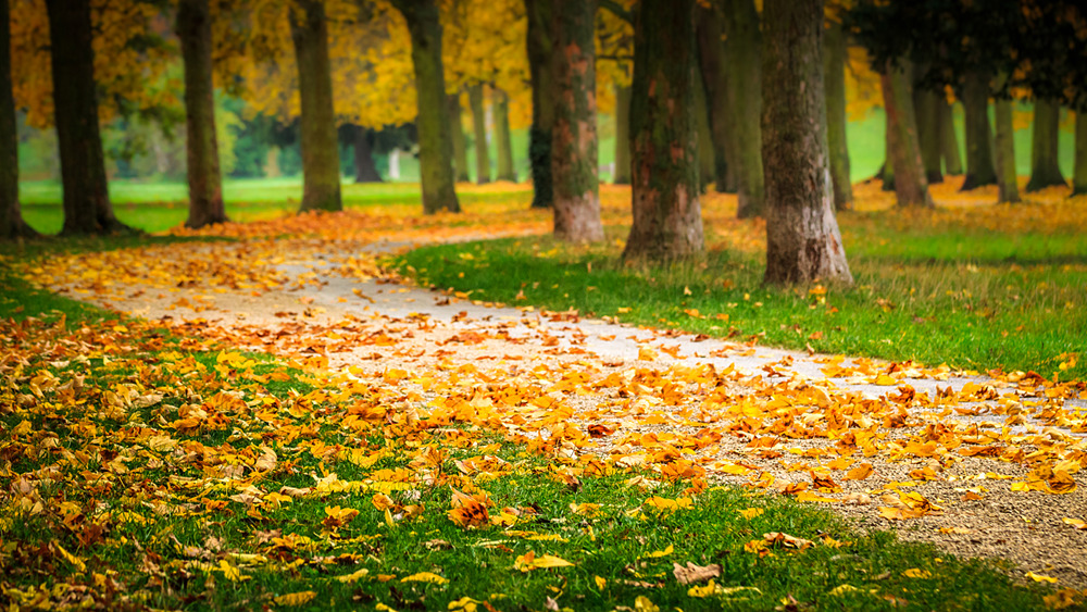 Herbst-Pfad