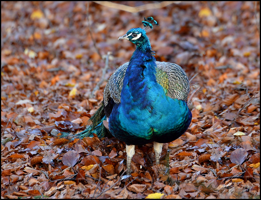 Herbst Pfau !!!