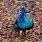 Herbst Pfau !!!