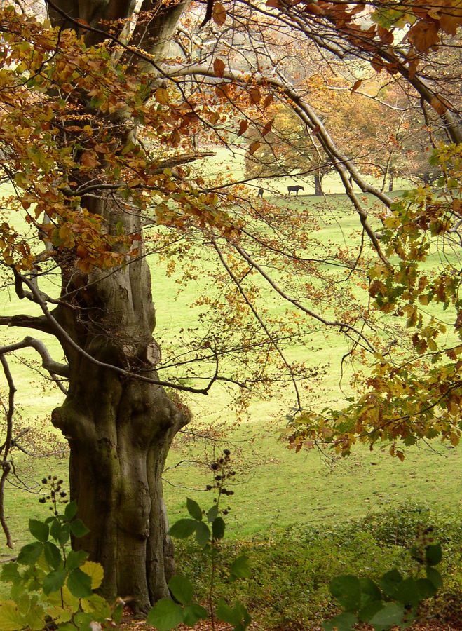 " Herbst-Pferd"