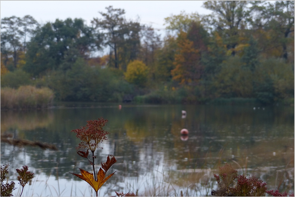 Herbst-Pflanzen