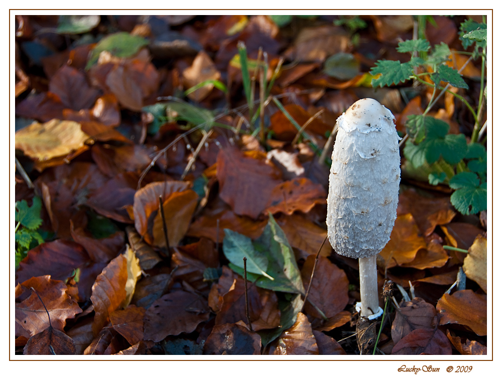 Herbst-Pilz