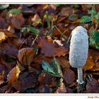 Herbst-Pilz