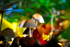 Herbst Pilz