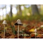 Herbst - Pilz