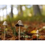 Herbst - Pilz