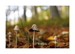 Herbst - Pilz