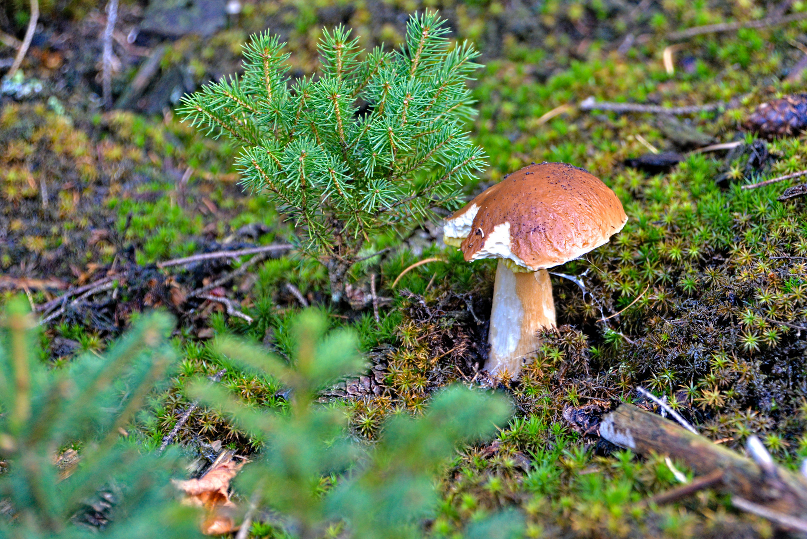 Herbst Pilz