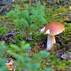 Herbst Pilz