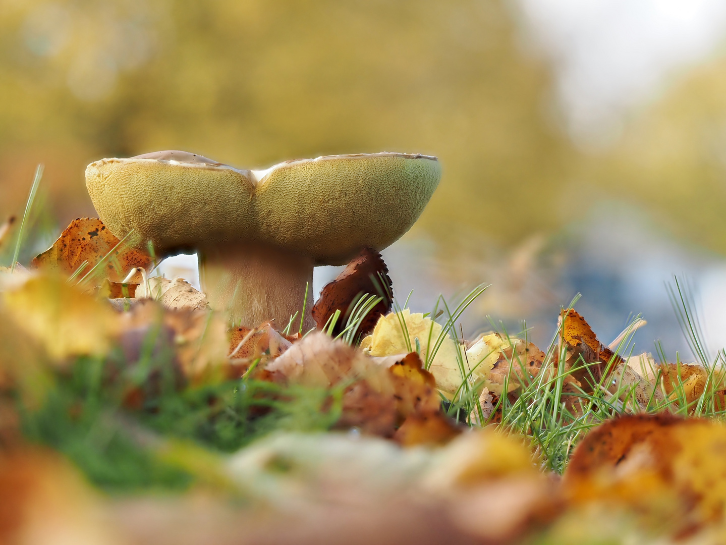 Herbst-Pilz
