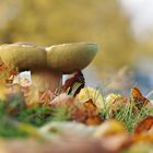 Herbst-Pilz