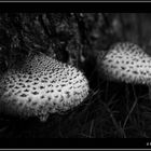 Herbst - Pilze