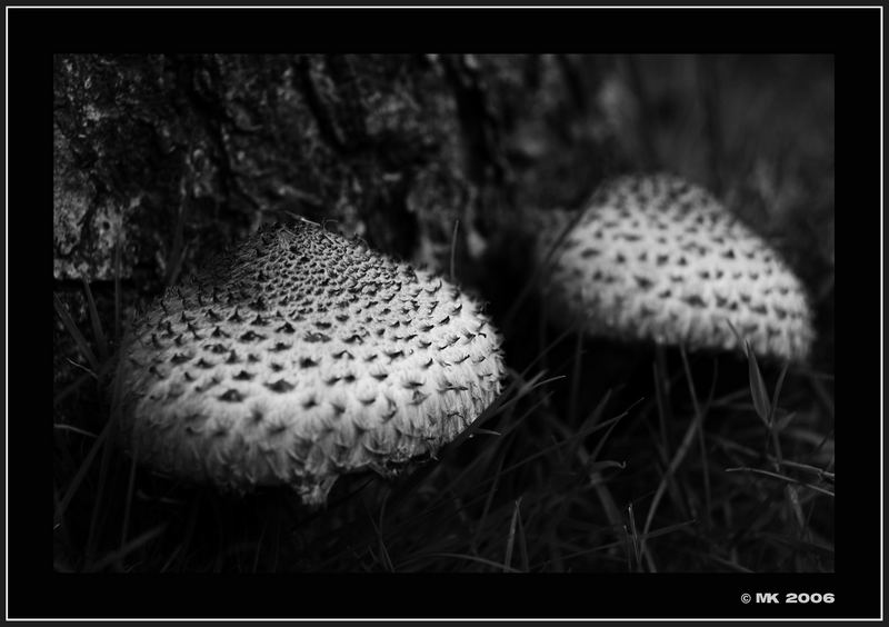 Herbst - Pilze von Marcus Kothlow