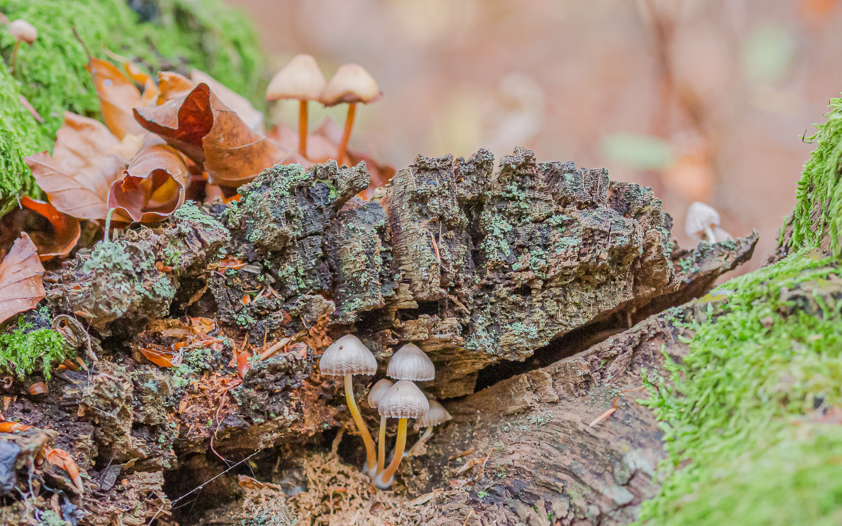 Herbst & Pilzzeit im Serrahner Buchenwald