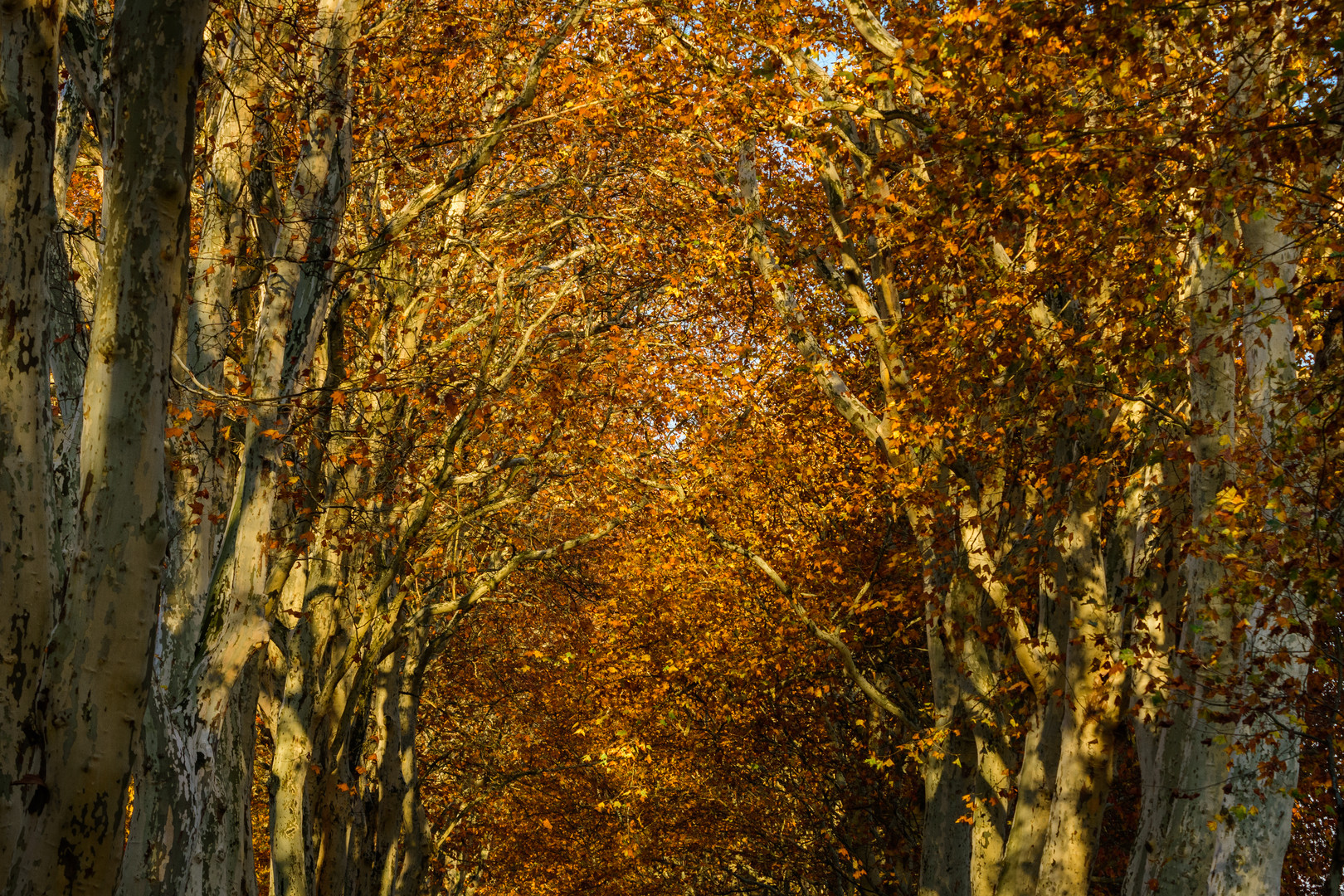 Herbst-Plantanen