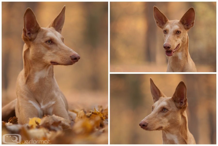 Herbst-Podenco