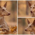 Herbst-Podenco