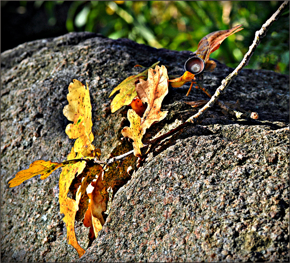 Herbst-Poesie