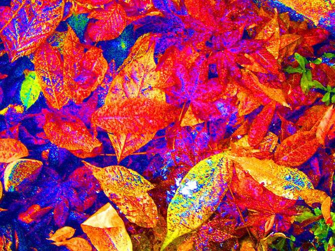 Herbst Pop Art