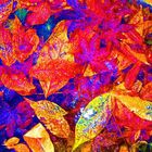 Herbst Pop Art