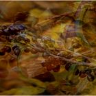 . Herbst-Potpourri .