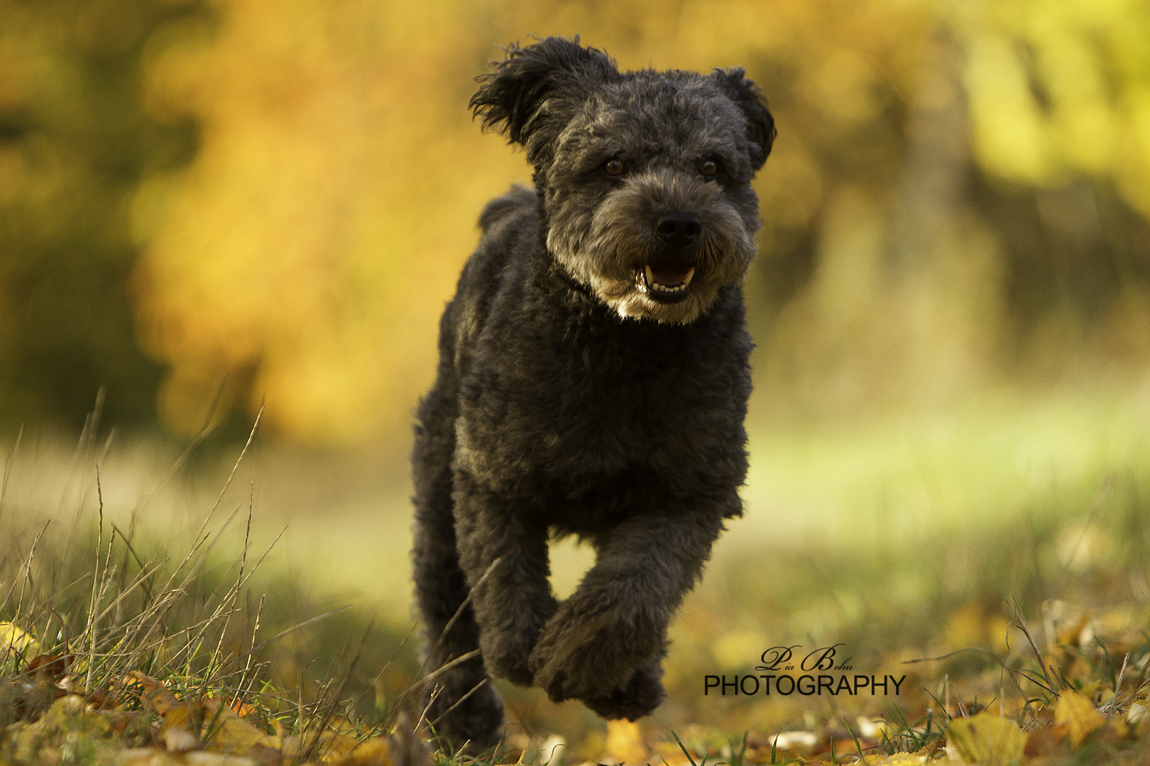 Herbst-Power