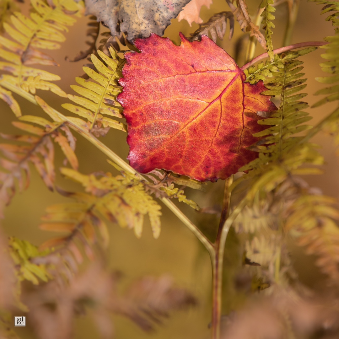 Herbst pur!