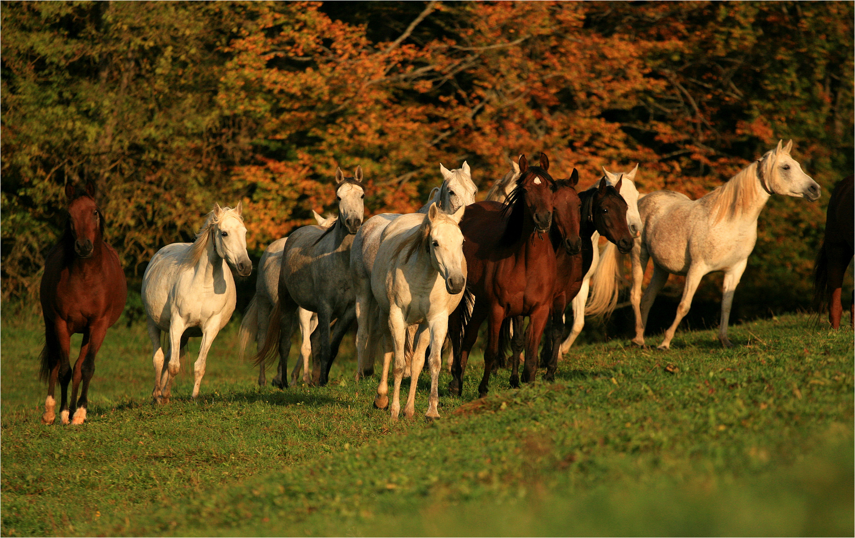 Herbst pur...