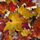 HERBST-PUZZLE