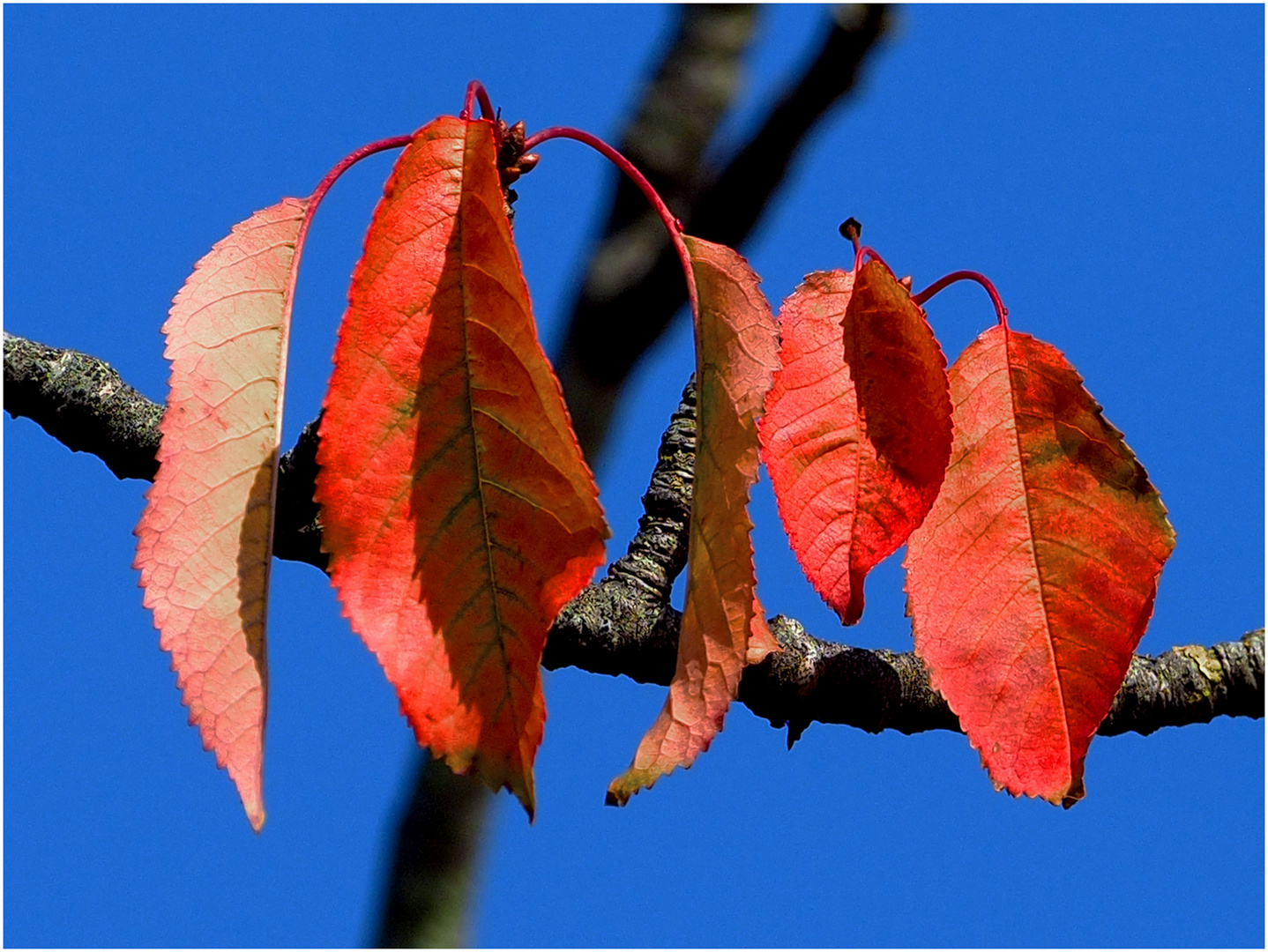 Herbst- Quintett