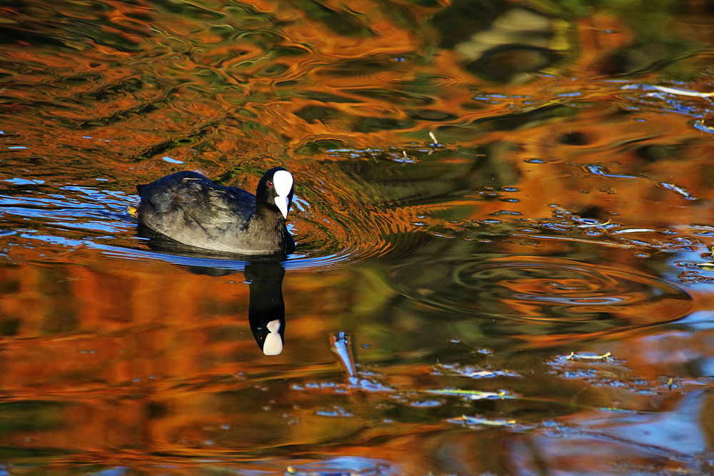 "Herbst-Ralle"