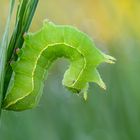 Herbst-Rauhaareule Asteroscopus sphinx