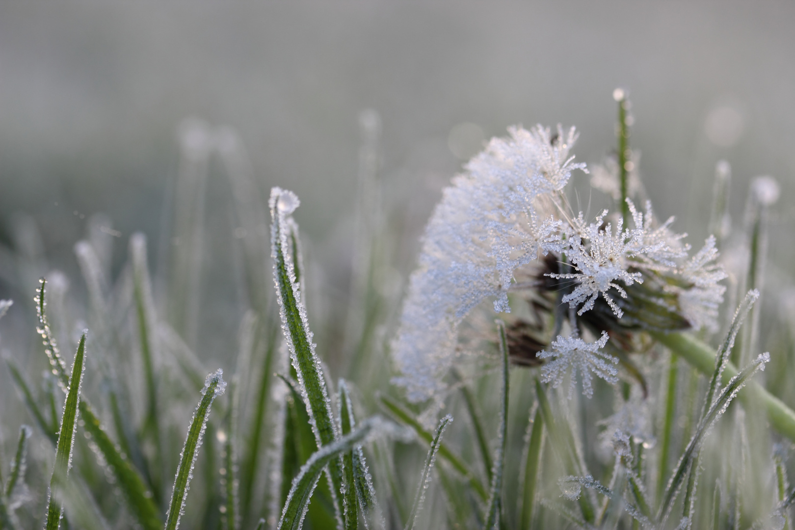 *Herbst / Raureif 21112014* (3)