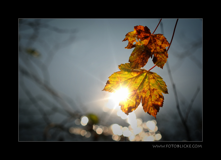 Herbst Reflex